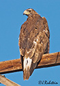 Aquila chrysaetos